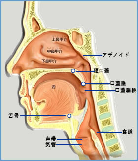 硬口蓋・口蓋垂・舌骨の位置図